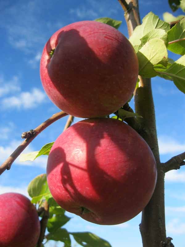 Pommier Richelieu